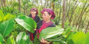 不同粽叶与糯米碰撞出不同的粽香 好一个海南粽夏梦